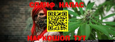 сатива Новозыбков